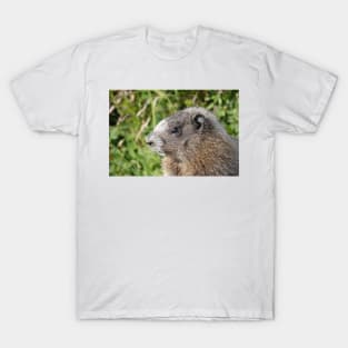 Young hoary marmot T-Shirt